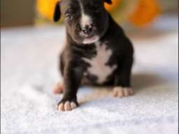 American pitbull terier 