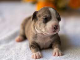 American pitbull terier 