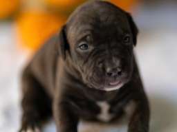 American pitbull terier 