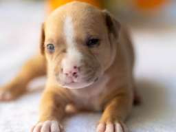 American pitbull terier 