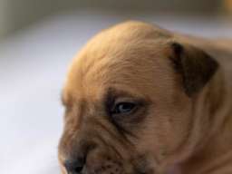 American pitbull terier 