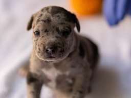 American pitbull terier 