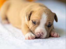 American pitbull terier 