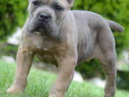 Cane Corso, štenci vrhunskog kvaliteta