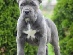 Cane Corso, &scaron;tenci vrhunskog kvaliteta