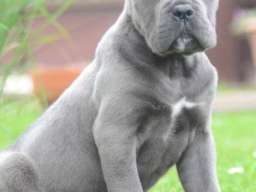 Cane Corso, &scaron;tenci vrhunskog kvaliteta
