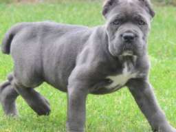 Cane Corso, &scaron;tenci vrhunskog kvaliteta