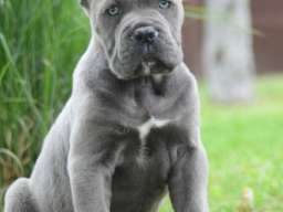 Cane Corso, &scaron;tenci vrhunskog kvaliteta
