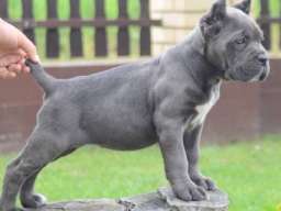 Cane Corso, &scaron;tenci vrhunskog kvaliteta