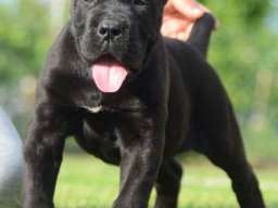 Cane Corso, &scaron;tenci vrhunskog kvaliteta