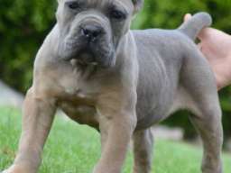 Cane Corso, &scaron;tenci vrhunskog kvaliteta