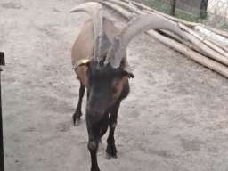 Jarac na prodaju