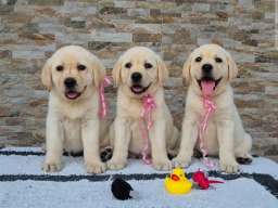 Labrador retriver &scaron;tenci, prelepi