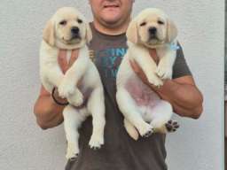 Labrador retriver &scaron;tenci, prelepi