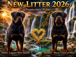 Rotvajler (Rottweiler) štenci