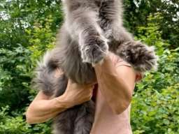 Maine Coon mačići