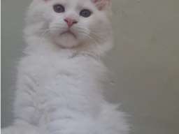Maine Coon mačići