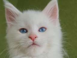 Maine Coon mačići