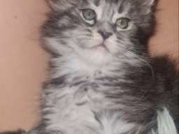 Maine Coon mačići