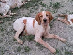 Epanjel Breton &scaron;tenad