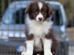 Border Collie štenci