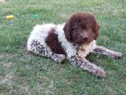 &Scaron;tenad Lagotto Romagnolo
