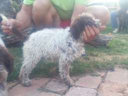 &Scaron;tenad Lagotto Romagnolo