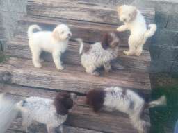 &Scaron;tenad Lagotto Romagnolo