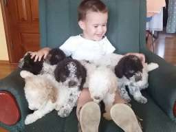 &Scaron;tenad Lagotto Romagnolo