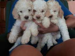 &Scaron;tenad Lagotto Romagnolo