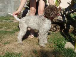 &Scaron;tenad Lagotto Romagnolo