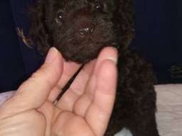 Patuljaste pudle &scaron;tenci