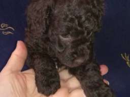 Patuljaste pudle &scaron;tenci