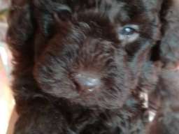 Patuljaste pudle &scaron;tenci