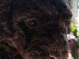 Patuljaste pudle &scaron;tenci