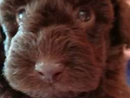 Patuljaste pudle &scaron;tenci