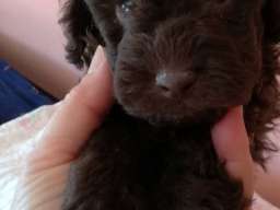 Patuljaste pudle &scaron;tenci