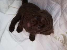 Patuljaste pudle &scaron;tenci