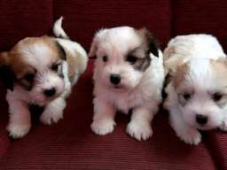 Coton de Tulear - Tulearski pas