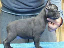 Francuski BULDOG - vrhunski stenci