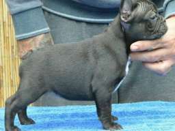 Francuski BULDOG - vrhunski stenci