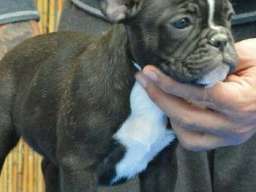 Francuski BULDOG - vrhunski stenci