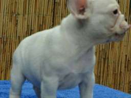 Francuski BULDOG - vrhunski stenci