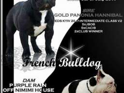 Francuski BULDOG - vrhunski stenci