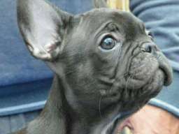 Francuski BULDOG - vrhunski stenci