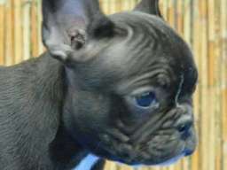 Francuski BULDOG - vrhunski stenci