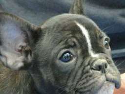 Francuski BULDOG - vrhunski stenci