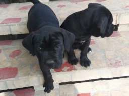 Kane korso &scaron;tenci na prodaju