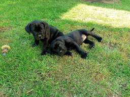 Kane korso &scaron;tenci na prodaju