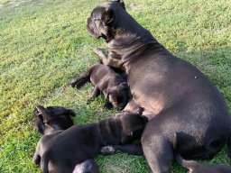 Kane korso &scaron;tenci na prodaju